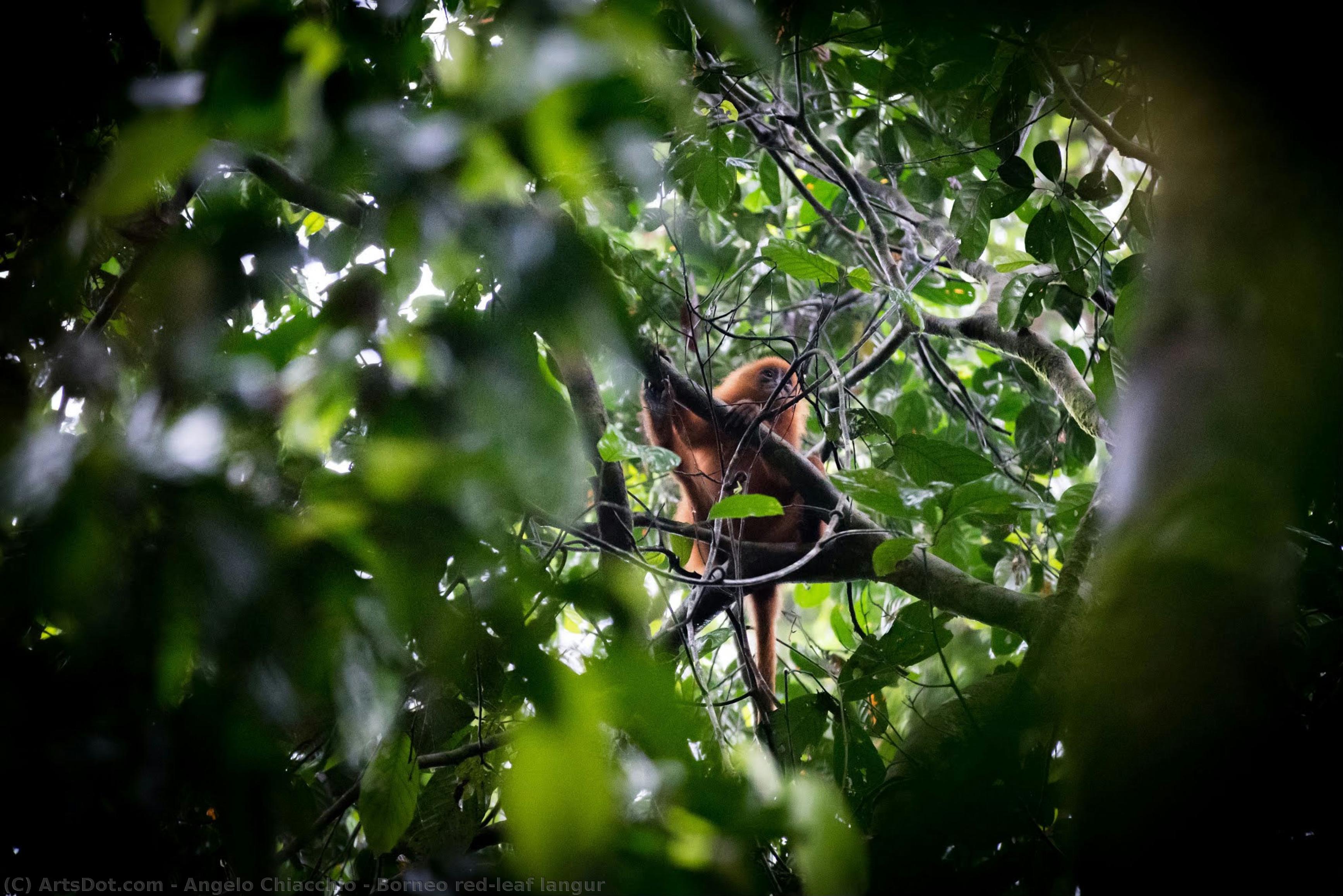 Borneo Red-leaf Langur — Angelo Chiacchio