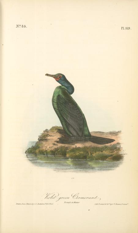 Violet-green Cormorant. Female In Winter — John James Audubon
