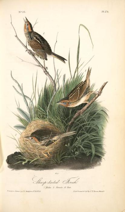 Sharp-tailed Finch. 1. Male. 2. Female ^ Nest — John James Audubon