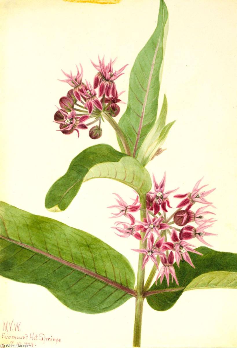 Showy Milkweed (asclepias Speciosa) — Mary Vaux Walcott