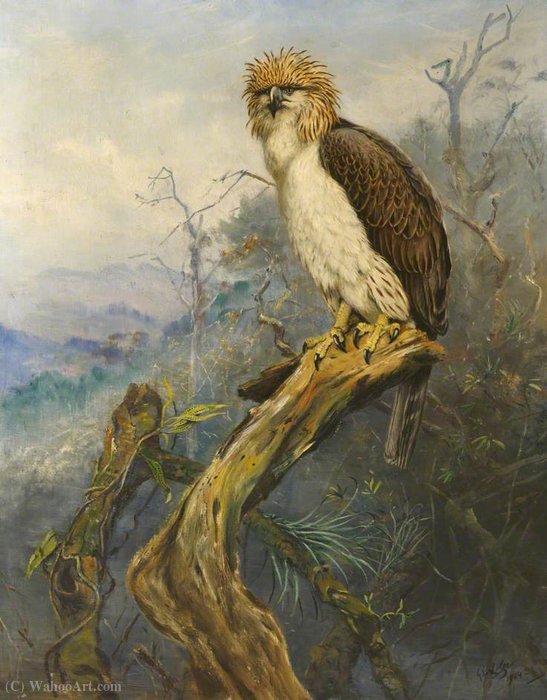 Monkey-eating Eagle — George Edward Lodge
