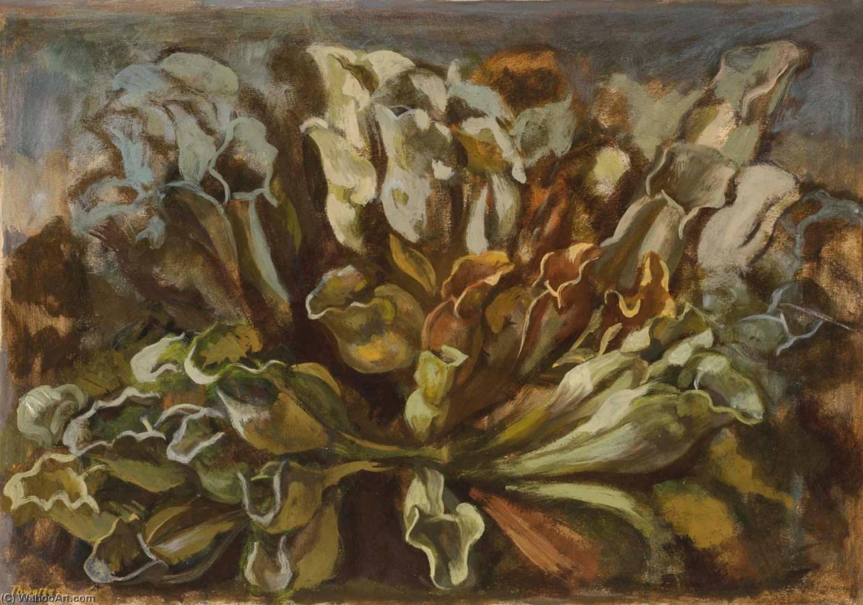Pitcher Plants — Charles W Thwaites
