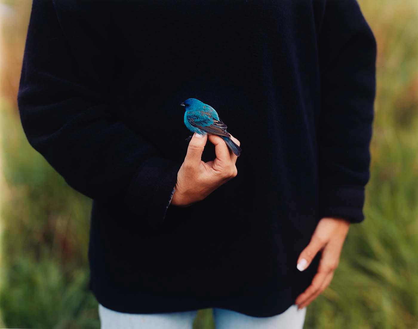 Indigo Bunting — Barbara Bosworth