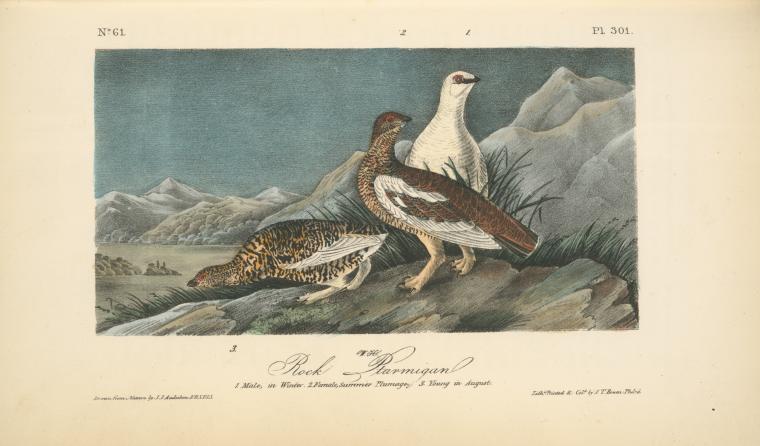Rock Ptarmigan. 1. Male In Winter Plumage. 2. Female, Summer Plumage. 3. Young In August — John James Audubon
