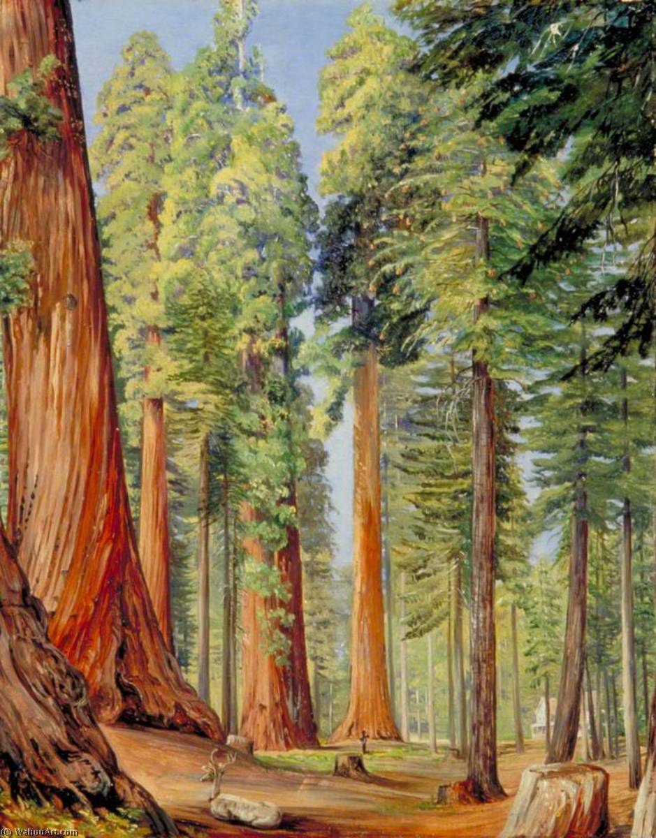 Der Calaveras-hain Des Großen Baumes Oder Wellingtonia, Am Abend — Marianne North