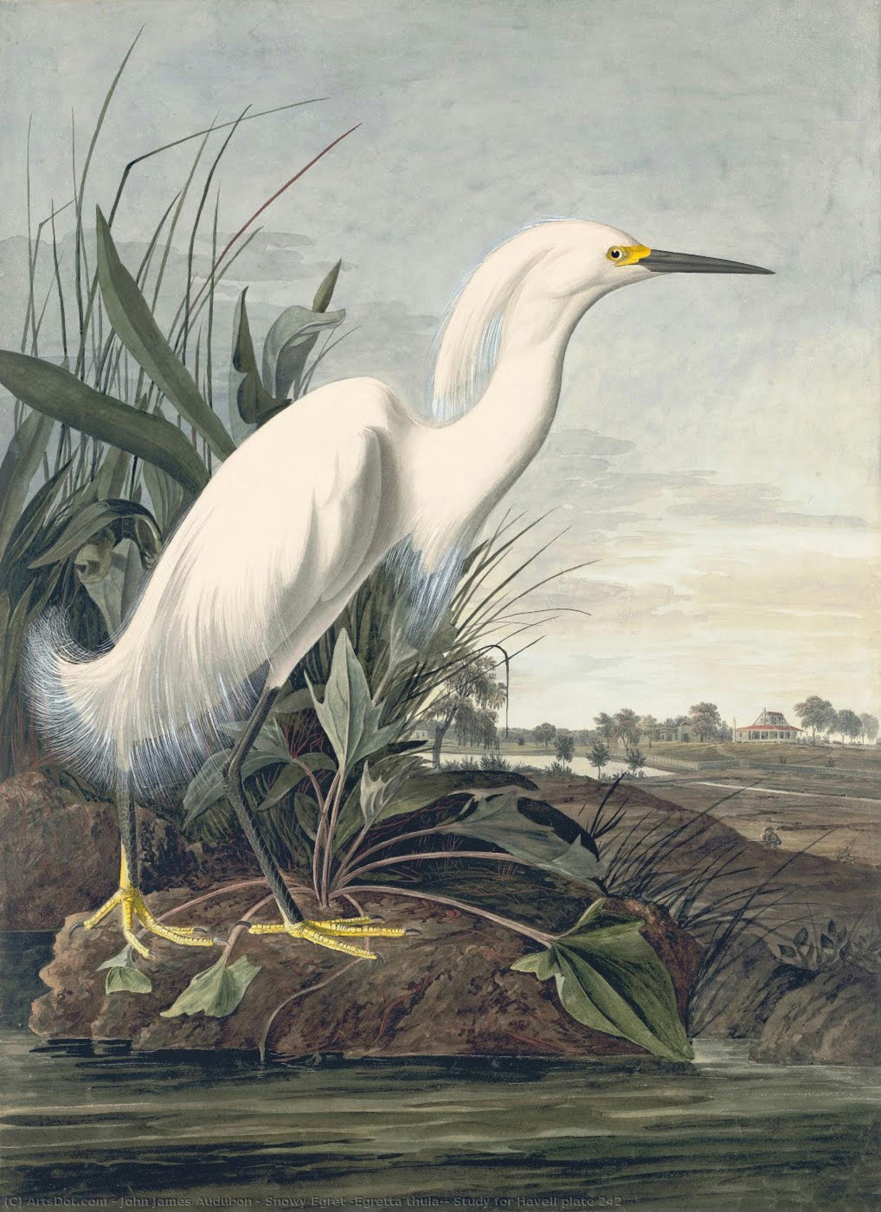 Snowy Egret (egretta Thula), Study For Havell Plate 242 — John James Audubon