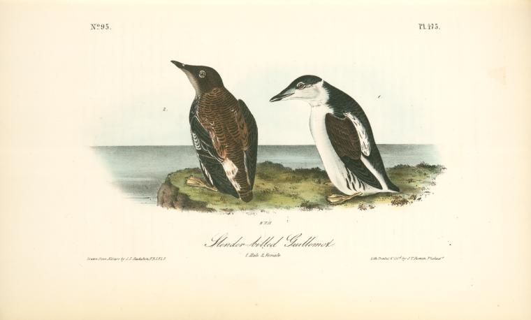 Slender-billed Guillemot. 1. Male. 2. Female — John James Audubon