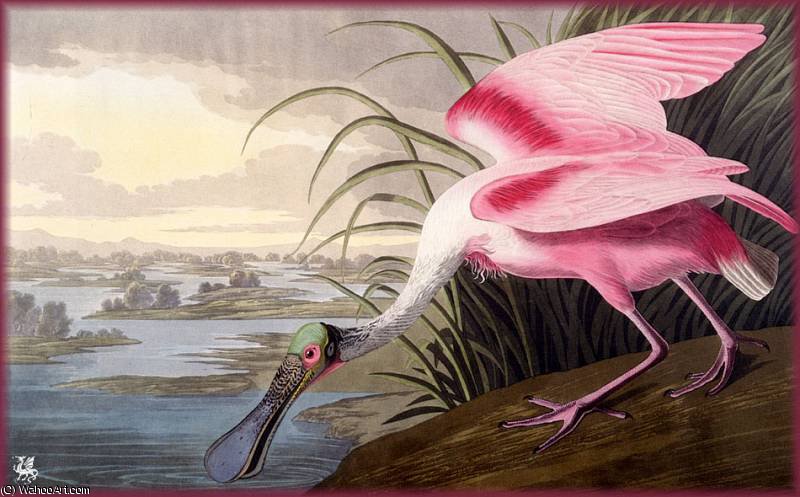 Rosate Spoonbill — Джон Джеймс Одюбон