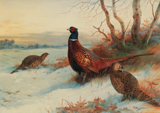 A Cock And Two Hen Pheasant In A Winter Landscape — Archibald Thorburn