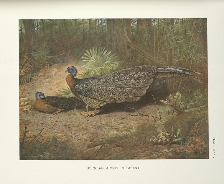 Bornean Argus Pheasant (argusianus Grayi) — Archibald Thorburn