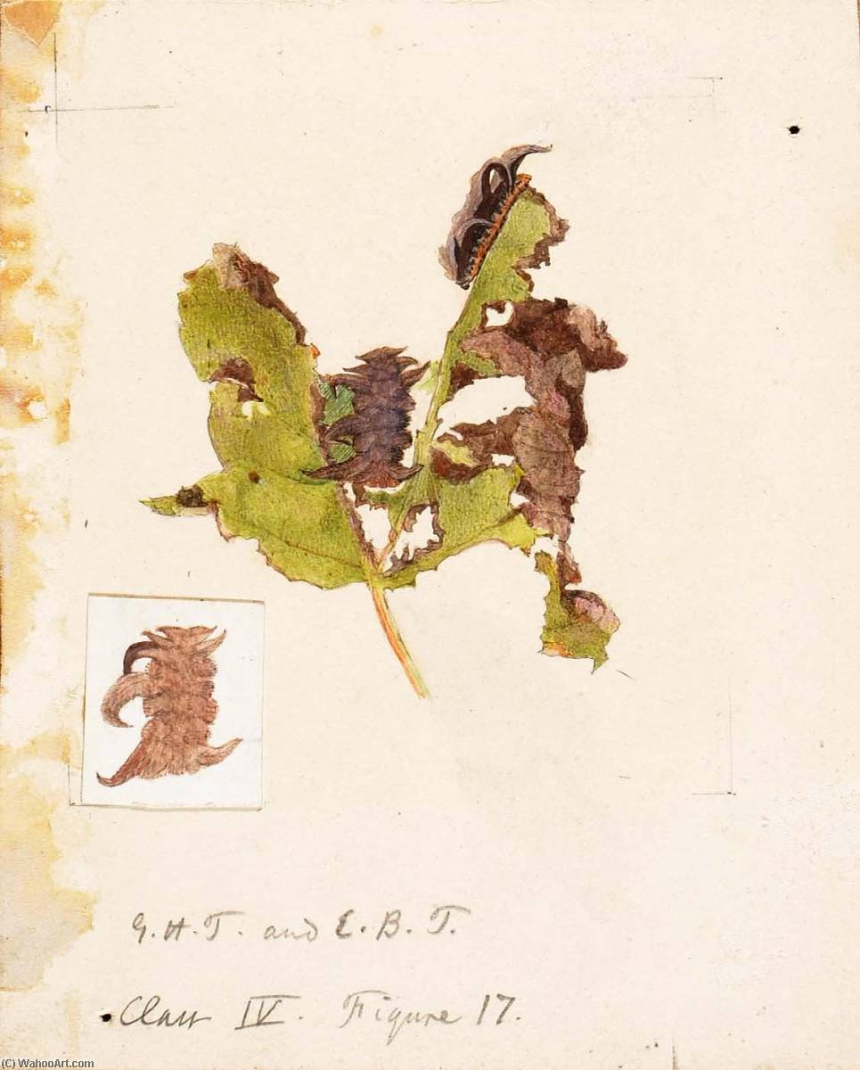 Crumpled Leaf Caterpillar, Study For Book Concealing Coloration In The Animal Kingdom — Emma Beach Thayer