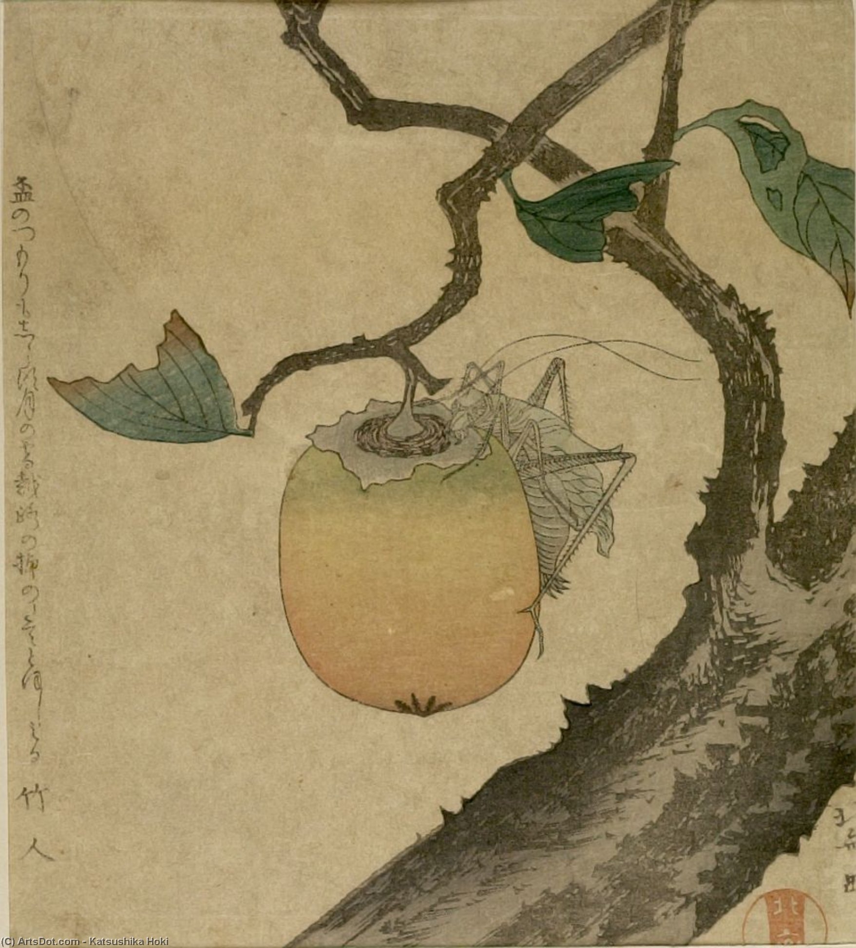 Persimmon Y Cicada — Katsushika Hokusai