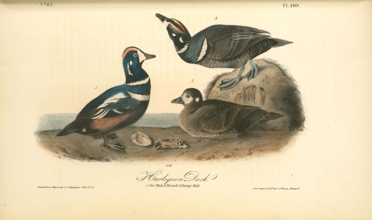 Harlequin Duck. 1. Old Male. 2. Female. 3. Young Male — John James Audubon