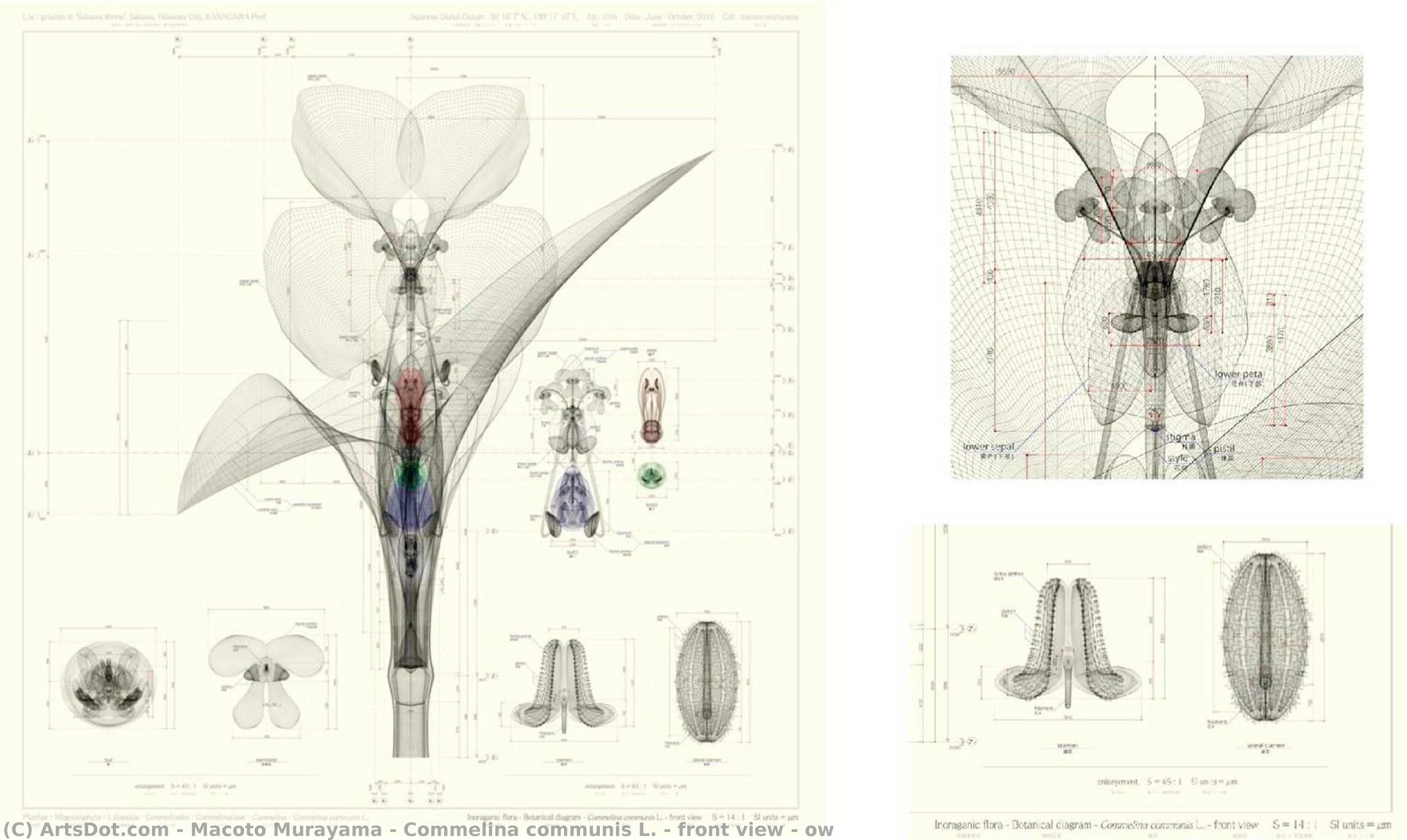 Commelina Communis L. - Front View – Ow — Macoto Murayama