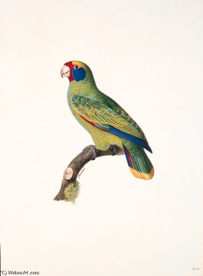 Amazona Brasiliensis — Jacques Barraband