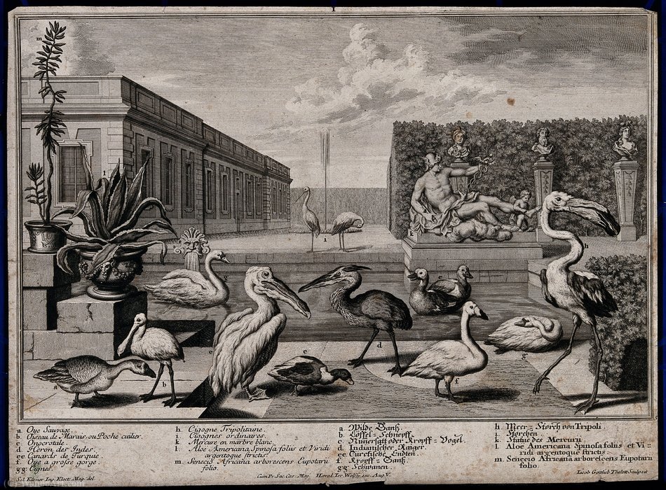 A Garden Pond With Nine Large Exotic Birds, Two Potted Plant — Salomon Kleiner