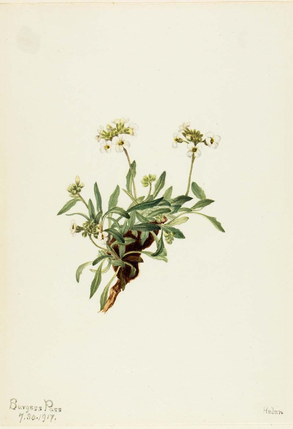 Arabis Drummondii — Mary Vaux Walcott