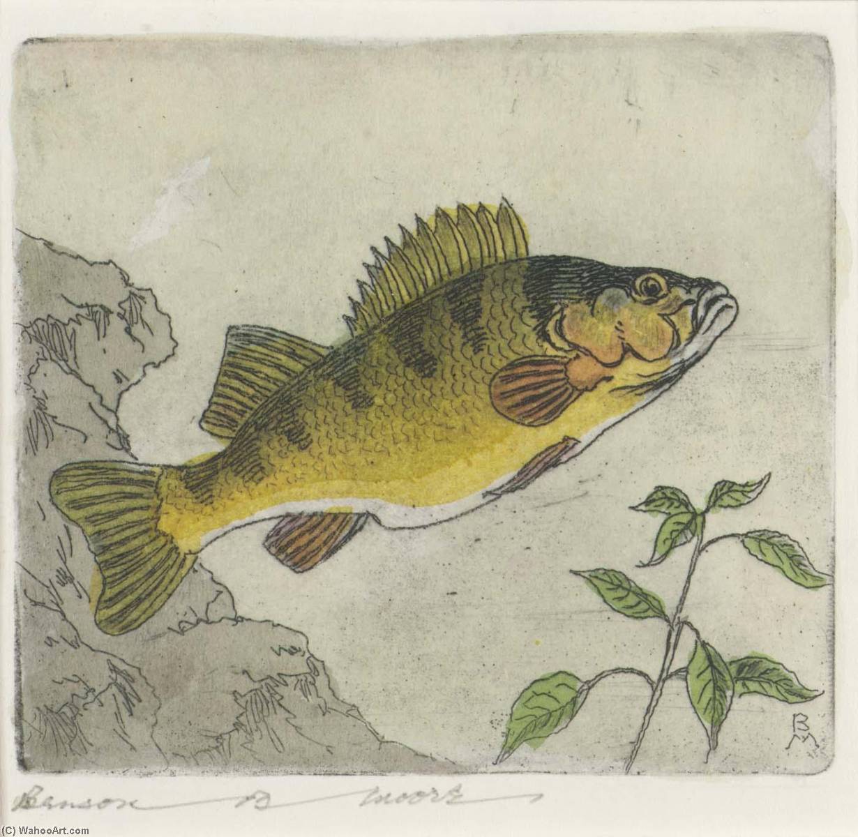 Yellow Perch — Benson B Moore