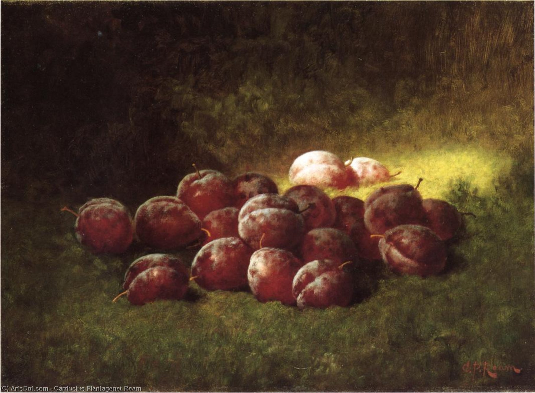 Purple Plums — Carducius Plantagenet Ream