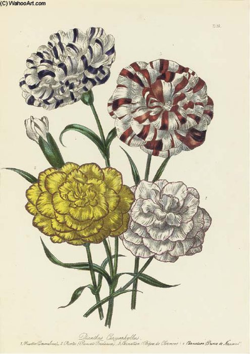 The Ladies' Flower Garden — Jane Loudon