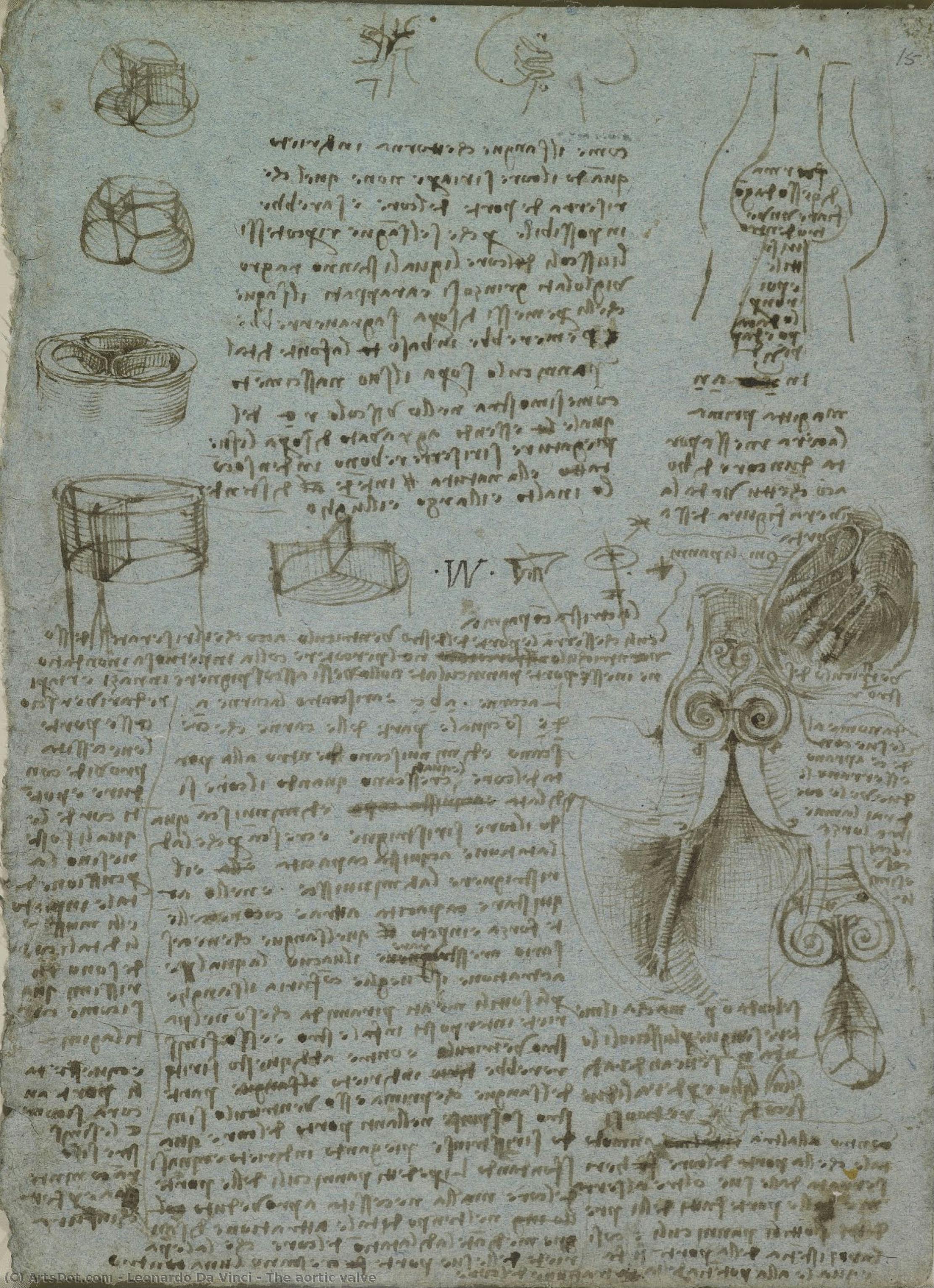 The Aortic Valve — Leonardo Da Vinci