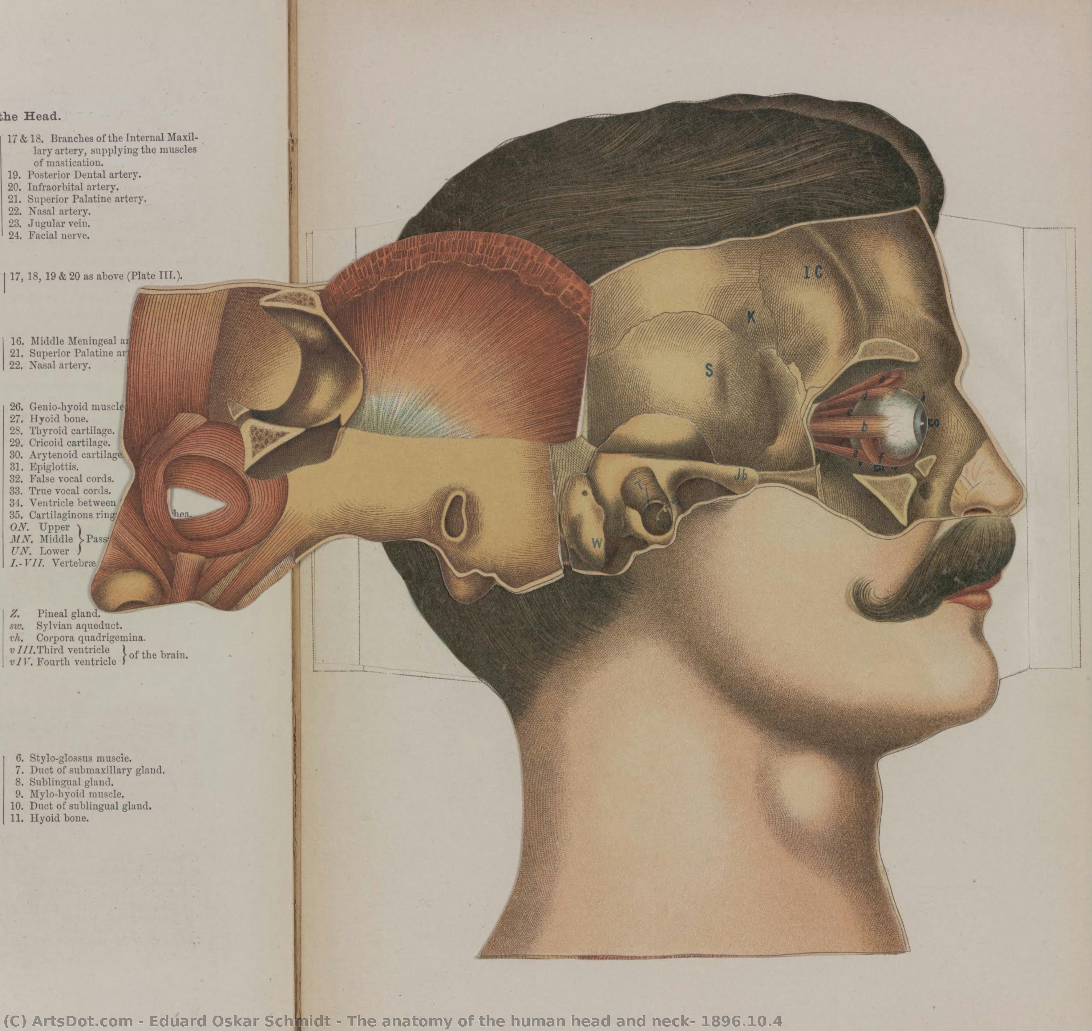 The Anatomy Of The Human Head And Neck, 1896.10.4 — Eduard Oskar Schmidt