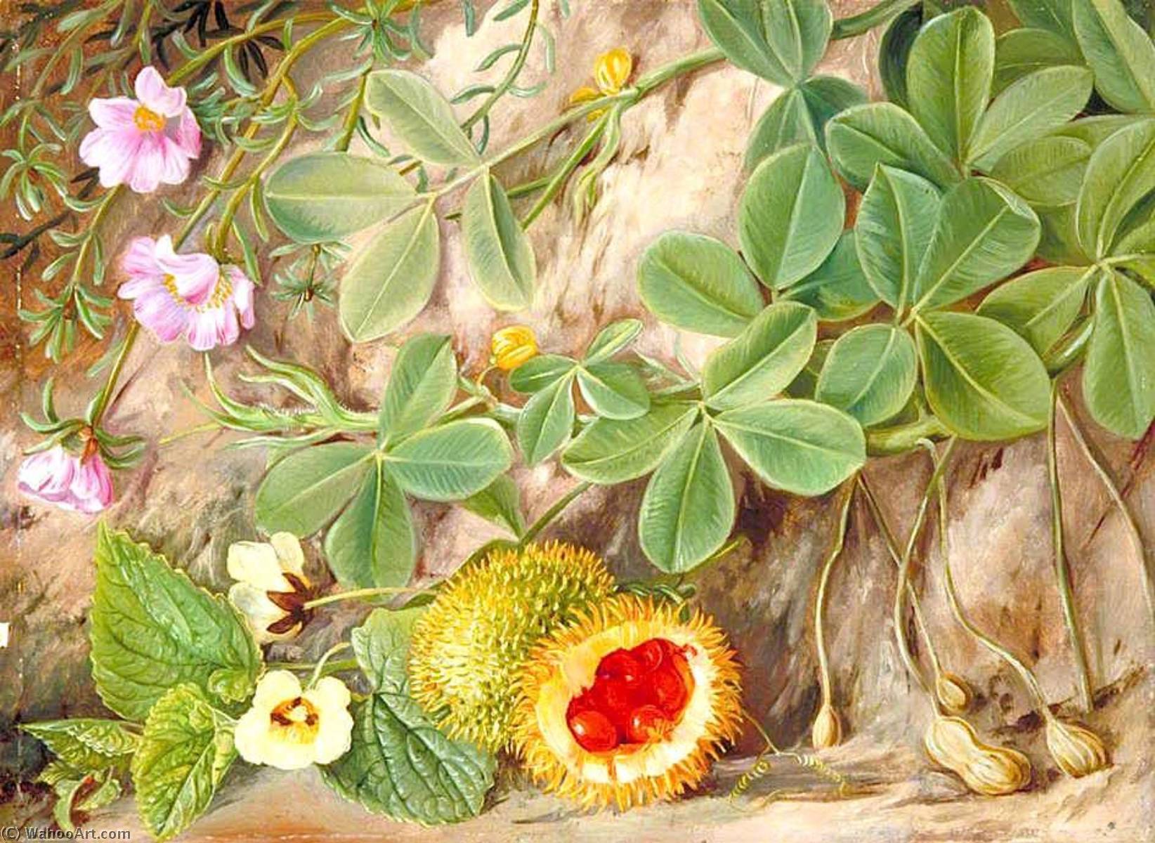Erdnuss Und Eine Stachelige Gurke, St. John's, Kaffraria — Marianne North