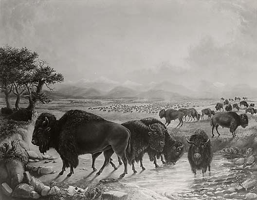 Bison Herd With Pike's Peak In Background, Circa 1819 1820, (painting) — Titian Ramsay Peale