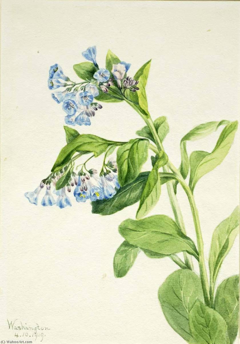 Virginia Bluebells (mertensia Virginica) — Mary Vaux Walcott
