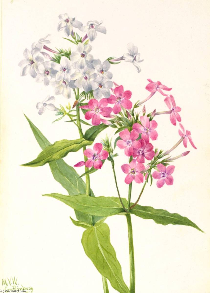 Perennial Phlox (phlox Paniculata) — Mary Vaux Walcott