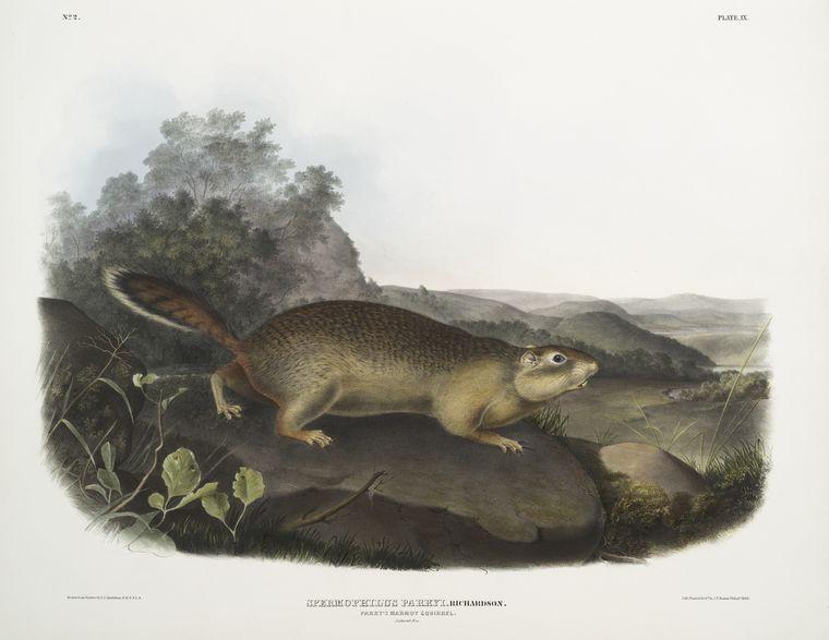 Spermophilus Parryi, Parry's Marmot Squirrel. Natural Size — John James Audubon