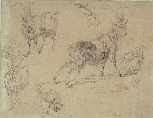 Studies Of Three Goats, A Goat And A Goat's Head — Nicolaes Pietersz Berchem