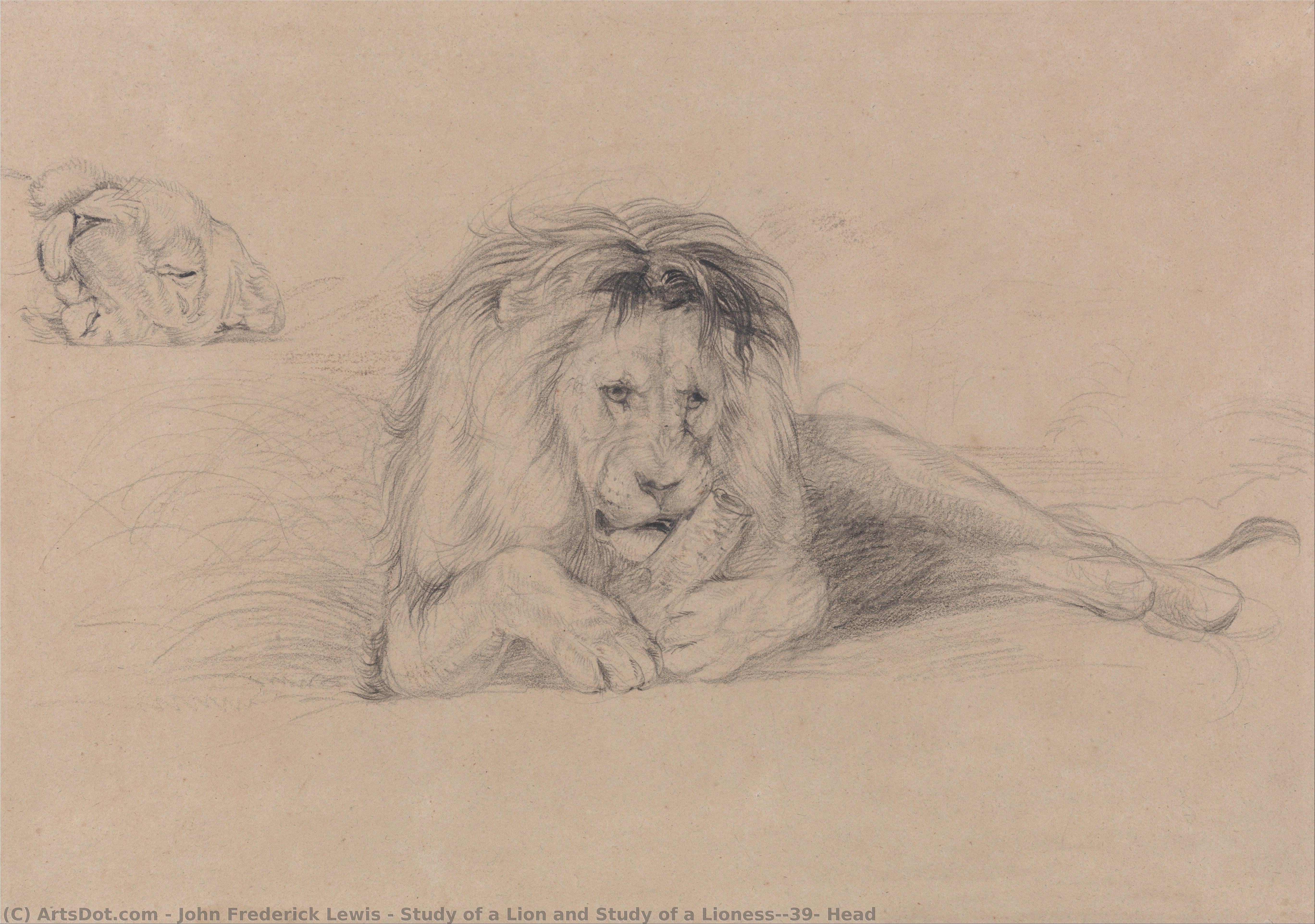 Study Of A Lion And Study Of A Lioness' Head — John Frederick Lewis