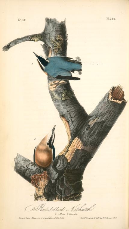 Red-bellied Nuthatch. 1. Male. 2. Female — John James Audubon