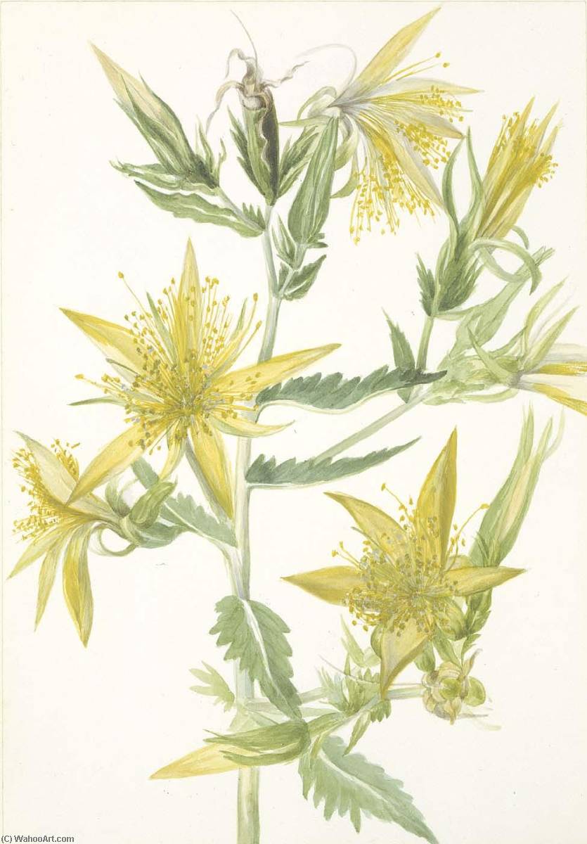 Blazing Star (mentzelia Laevicaulis) — Mary Morris Vaux Walcott