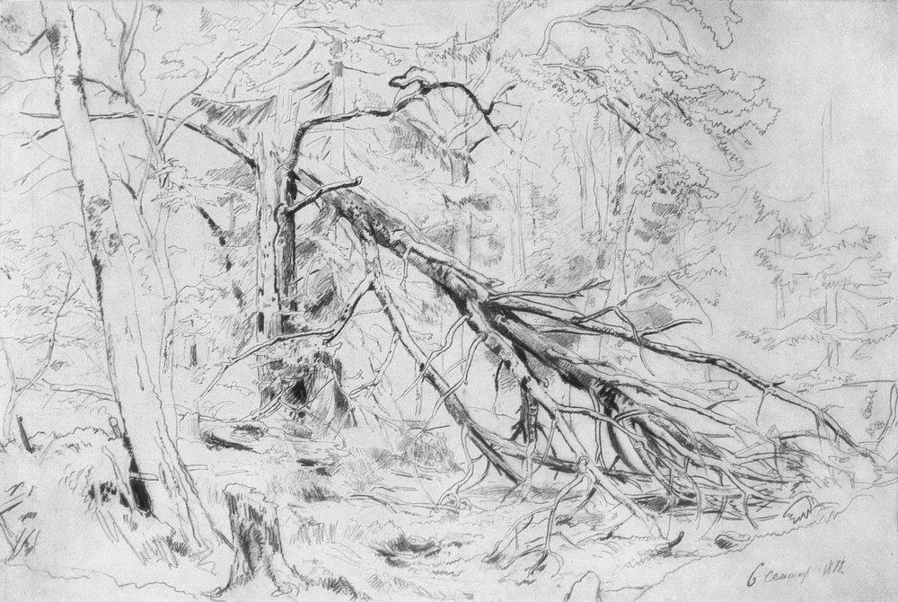 Broken Birch — イワン・イヴァノヴィッチ・シシキン