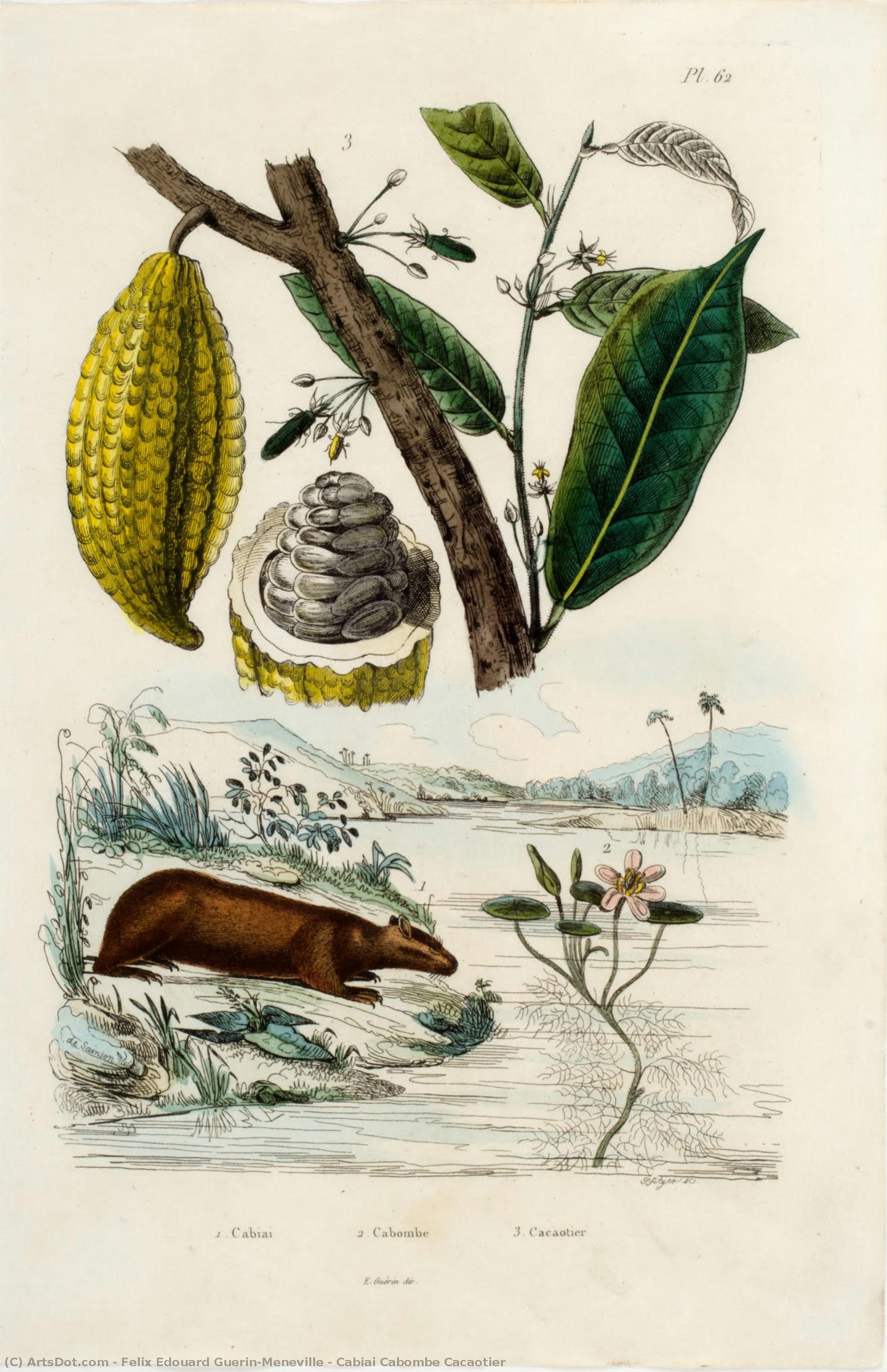 Cabiai Cabombe Cacaotier — Felix Edouard Guérin-méneville