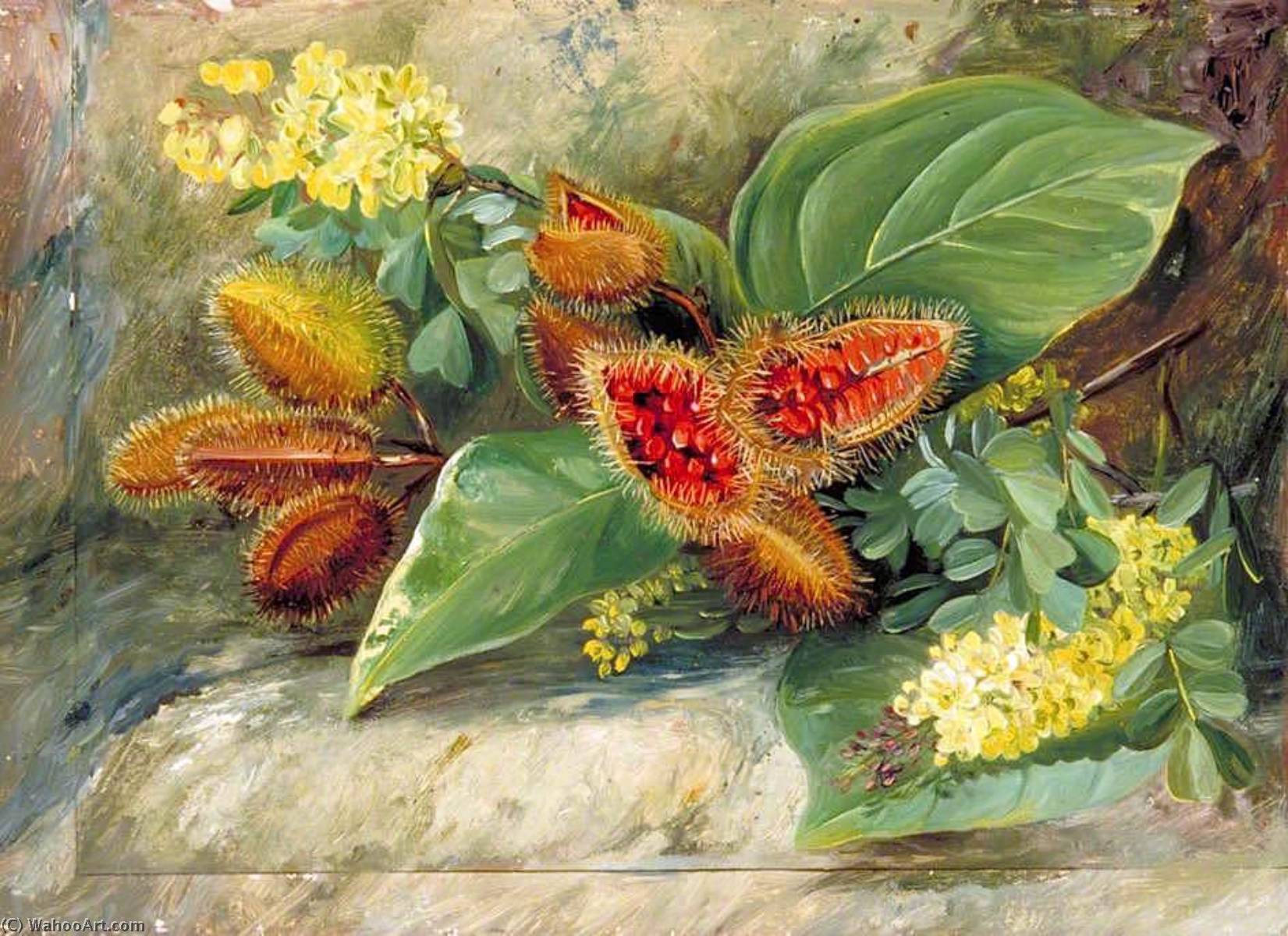Foliage And Fruit Of Arnatto And Foliage And Flowers Of Logwood, Jamaica — Marianne North