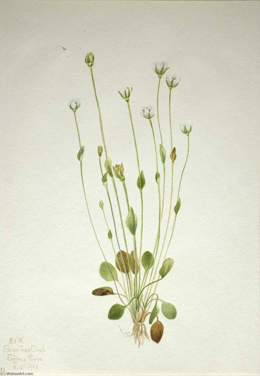 Gray Ragwort (senecio Canus) — Mary Morris Vaux Walcott