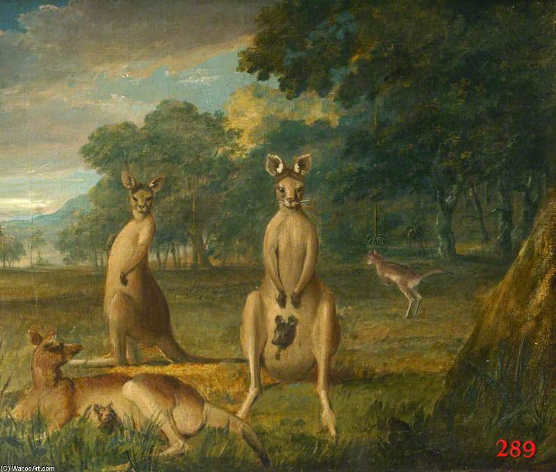 Kangaroos - — John William Lewin