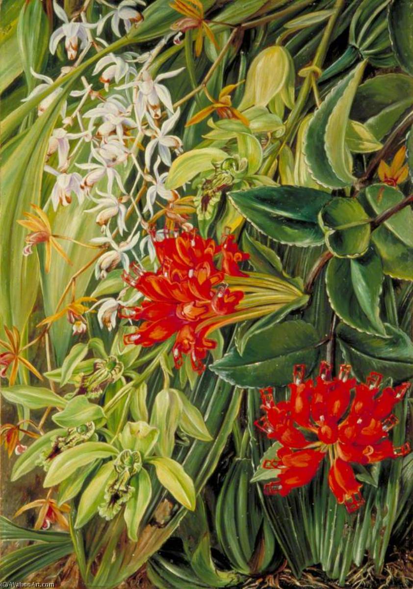 Orquídeas Y Otras Flores De Sarawak, Borneo — Marianne North