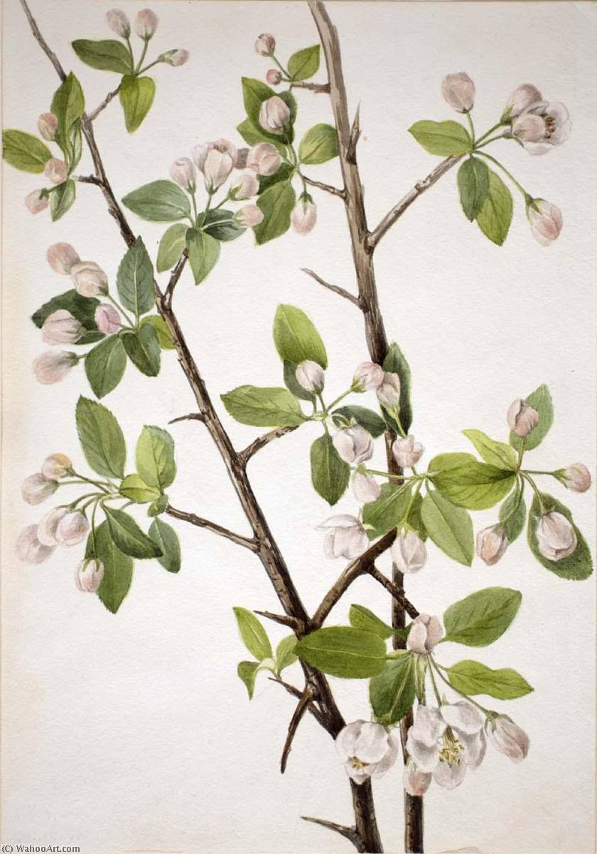 Wild Sweet Crab (malus Coronaria) — Mary Vaux Walcott