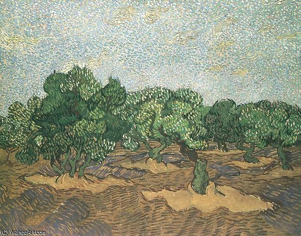 Plantation D'oliviers — Vincent Willem Van Gogh