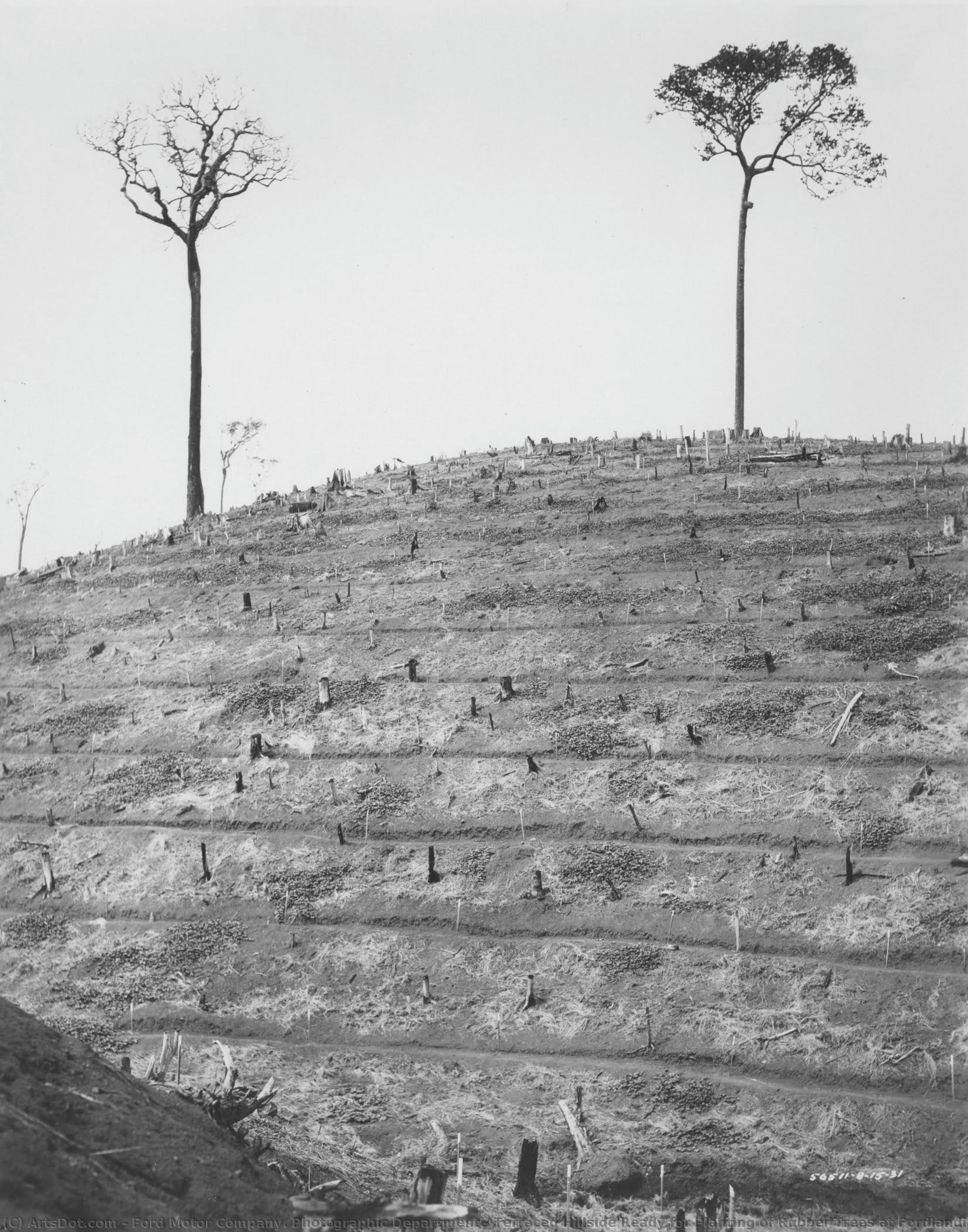 Terraced Hillside Ready For Planting Of Rubber Trees At Fordlandia, Brazil, 1931 — Ford Motor Company. Photographic Department