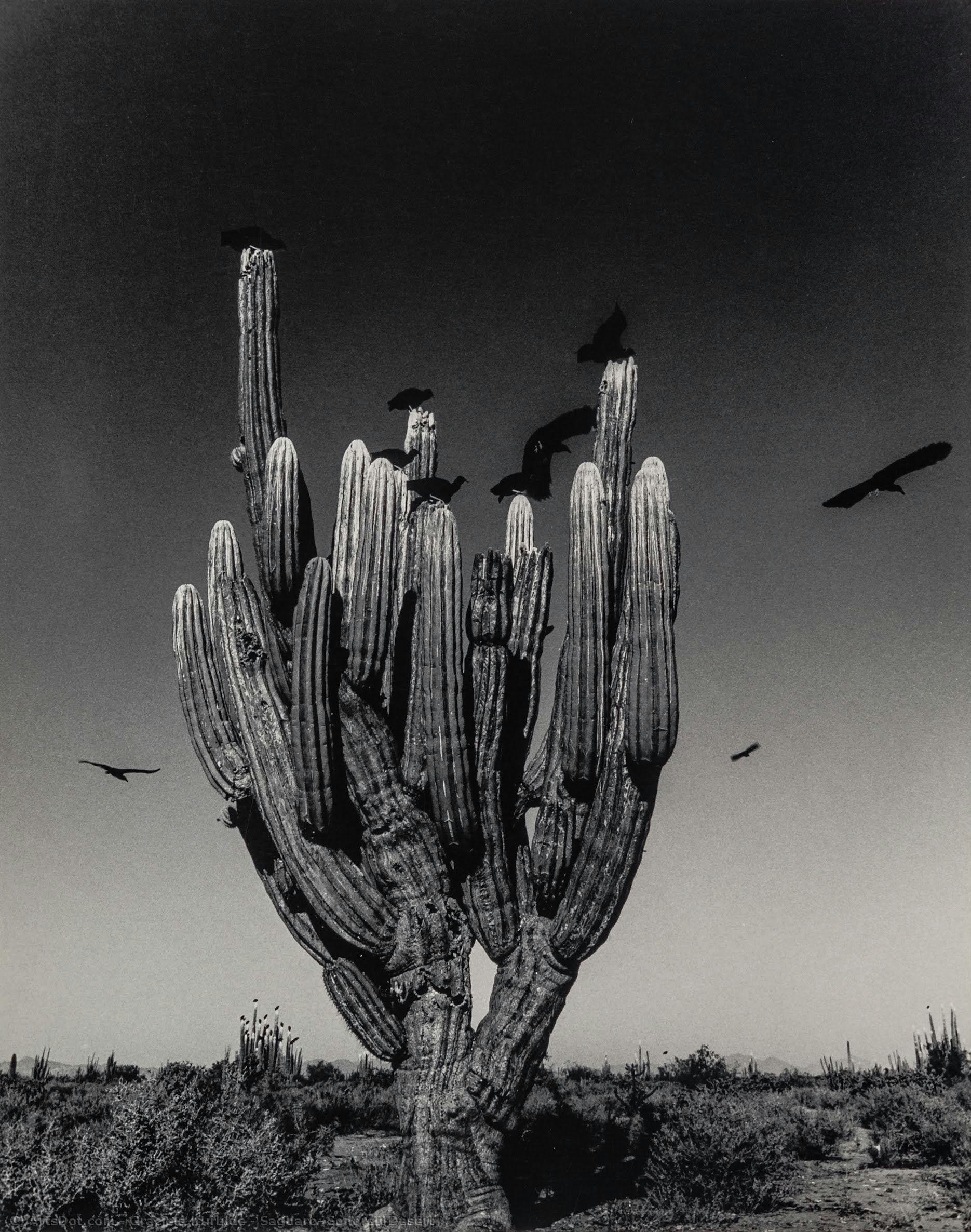 Saguaro, Sonoran Desert — Грасиэла Итурбиде
