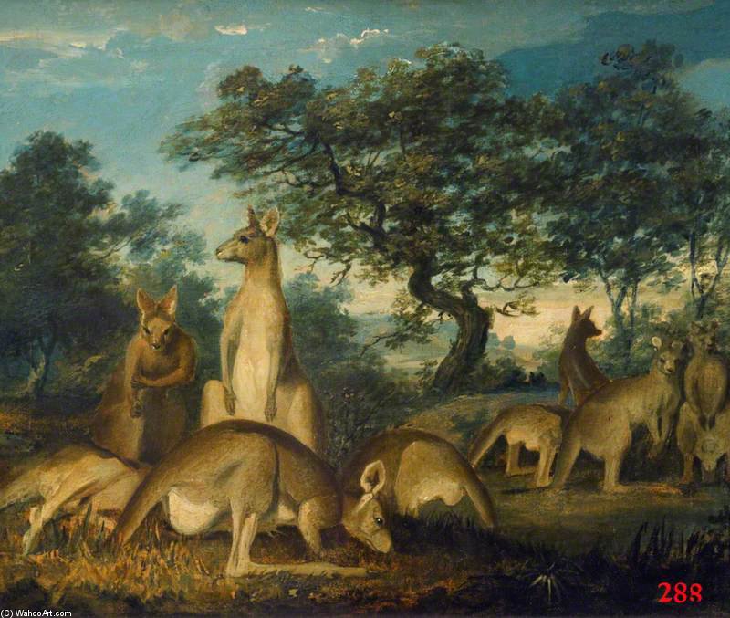 Kangaroos — John William Lewin