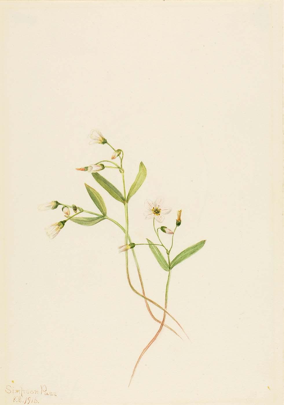 Spring Beauty (claytonia Lanceolata) — Mary Morris Vaux Walcott