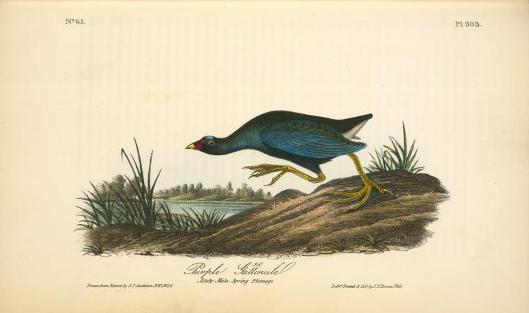 Purple Gallinule. Adult Male, Spring Plumage — John James Audubon