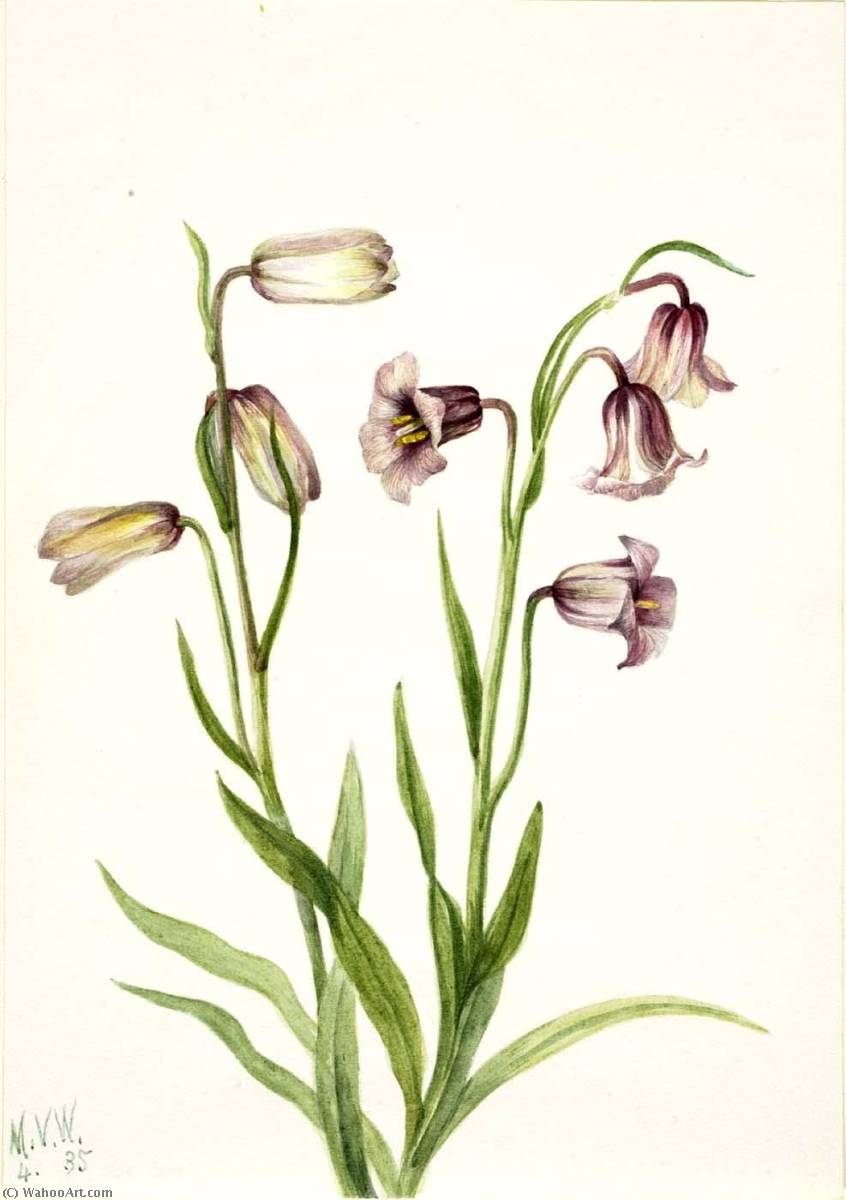 Fritillary (fritillaria Biflora) — Mary Vaux Walcott