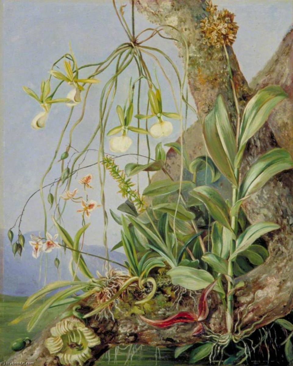 Jamaican Orchids Growing On A Branch Of The Calabash Tree — Marianne North